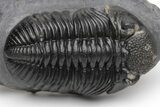 Prone, Drotops Trilobite - Excellent Eye Detail #230485-2